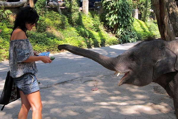 Зоопарк в Чиангмае (Таиланд)