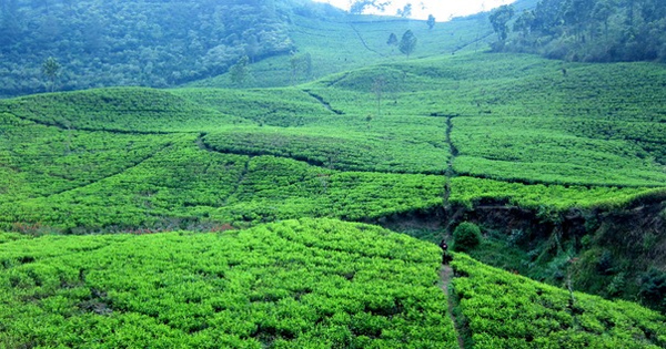 чайные плантации на Яве