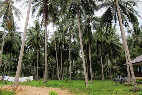 кокосовый лес на о. Самуи, Таиланд