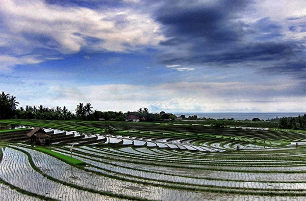 рисовые поля возле Убуда на Бали