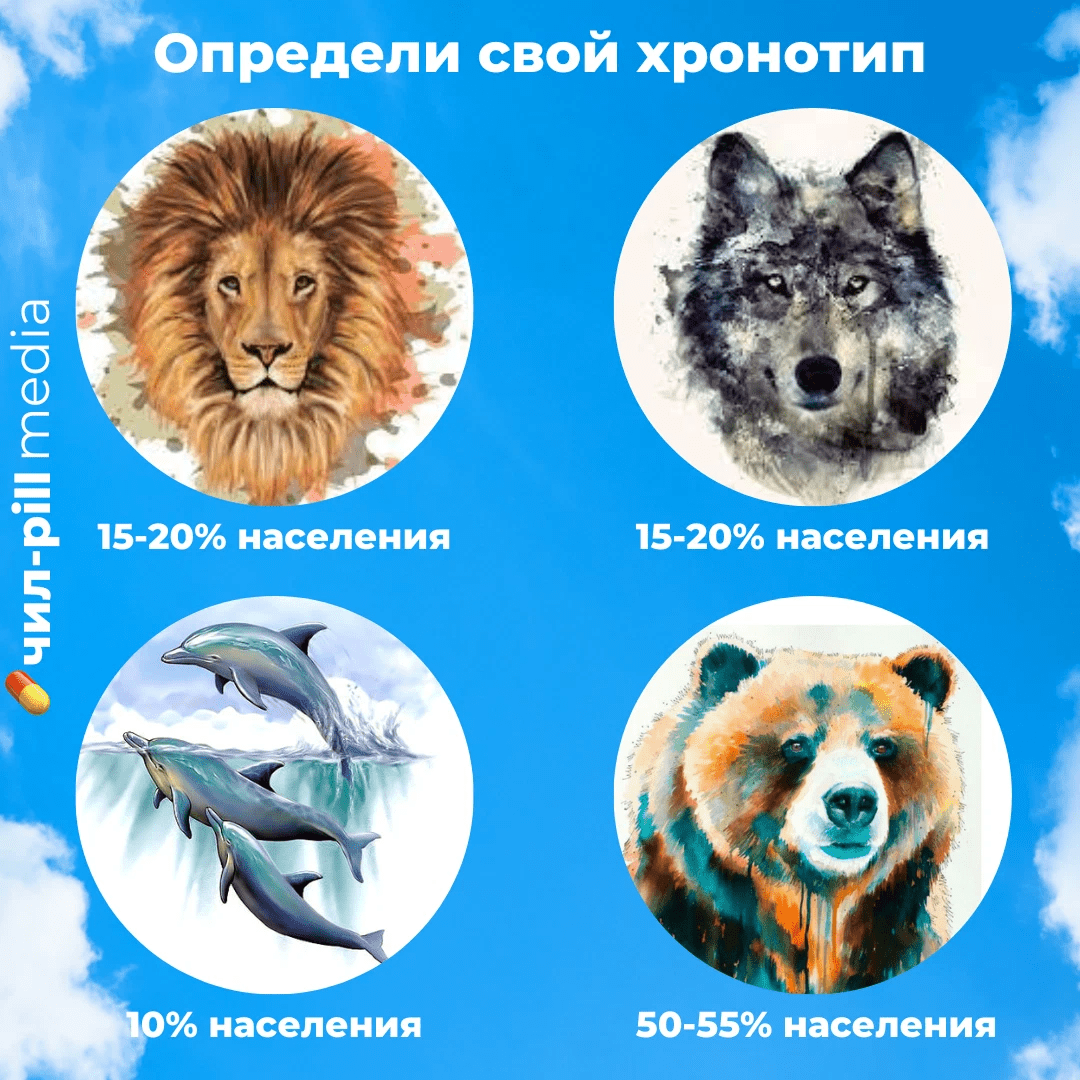 4 хронотипа людей по Майклу Бреусу – Лев, Медведь, Дельфин и Волк